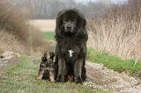 DOGUE DU TIBET 383